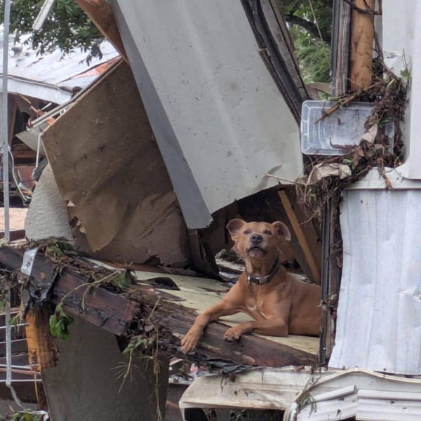 A dog in the flood wreckage